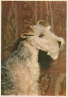 CHIEN Animaux Vintage Carte Postale CPSM #PAN934.FR - Cani