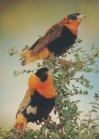 BIRD Animals Vintage Postcard CPSM #PBR474.GB - Birds