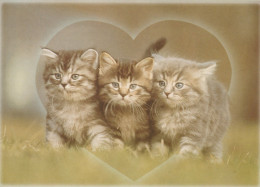 CAT KITTY Animals Vintage Postcard CPSM #PAM531.GB - Katzen