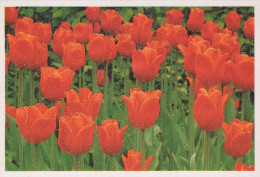 FIORI Vintage Cartolina CPSM #PAR119.IT - Flores