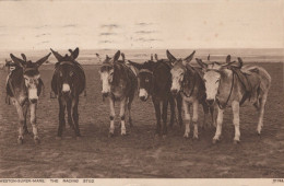 ASINO Animale Vintage CPA Cartolina #PAA224.IT - Donkeys