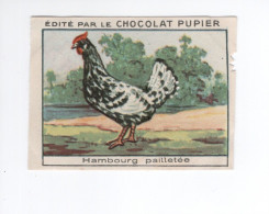 Chromo Poule Hambourg Pailletée  Didactique Au Dos  Pub: Chocolat Pupier 68 X 51 Mm  2 Scans - Andere & Zonder Classificatie