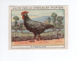 Chromo Poule Andalouse  Didactique Au Dos  Pub: Chocolat Pupier 68 X 51 Mm  2 Scans - Other & Unclassified