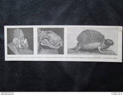 Neosauro:scheletro Rinvenuto In Texas E Ricostruzione A New York Stampa Del 1907 - Andere & Zonder Classificatie