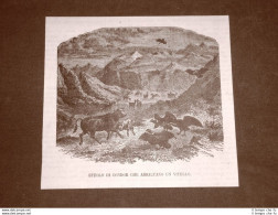 Incisione Del 1866 Condor Che Assaltano Un Vitello Autore Da Identificare Doré? - Vor 1900