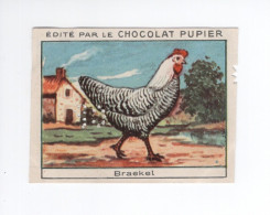 Chromo Poule Braekel Didactique Au Dos  Pub: Chocolat Pupier 68 X 51 Mm  2 Scans - Other & Unclassified