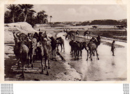 ALGERIE  SCENES ET TYPES  Troupeau De Chameaux  ..... ( Ref FA1518 ) - Escenas & Tipos