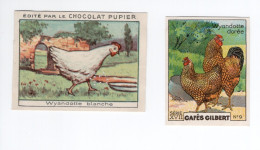 Chromo Poules WYANDOTTE Pub: Chocolat Pupier  68 X 51 Mm Et Cafés Gilbert  2 Scans - Andere & Zonder Classificatie