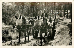 40* LANDES  Attelage De Mules   CPSM(9x14cm) RL03,0391 - Teams