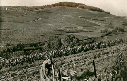 51* CHAMANT   Vue Generale    CPSM(9x14cm)   RL03,1393 - Weinberge