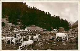 65* CAUTERETS  Vallee De Lutour  Troupeau  Fruitiere          RL06.0084 - Crías