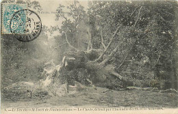 77* FONTAINEBLEAU   Feu De Foret  - Le « clovis » Detruit  (1904)    RL07.1245 - Fontainebleau