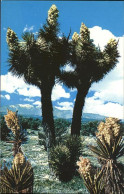 11491415 Palm_Springs Joshua Tree Forest Nationalpark - Andere & Zonder Classificatie