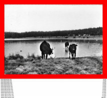 CPSM/gf (63) ORCIVAL.  Le Lac De Servière, Vaches...S2078 - Other & Unclassified