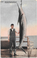 Espadon Capturé à L'île De Catalina En Californie  - Sword Fich Caught At Catalina Island  Calif - Visvangst