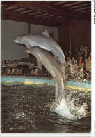 AGIP9-59-0704 - ANOR - Parc D'attraction La Galoperie - Les Dauphins  - Altri & Non Classificati