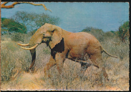 °°° 30904 - GIOVANE ELEFANTE AFRICANO °°° - Éléphants