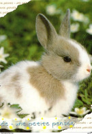 *CPM  - Joli Lapin Blanc - Andere & Zonder Classificatie