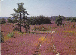 AK 211082 GERMANY - Lüneburger Heide - Lüneburger Heide