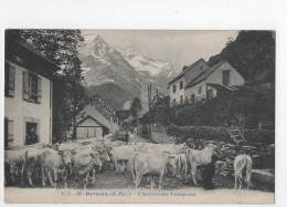 AJC - Gavarnie - L'arrivée Des Troupeaux - Gavarnie