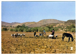 Près De Dori, Province De Seno, Scène Pastorale Autour D'un Point D'eau - Burkina Faso