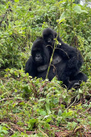 Rwanda - Volcanoes National Park - Gorilles - Parc Des Volcans - Zoo - CPM - Carte Neuve - Voir Scans Recto-Verso - Ruanda