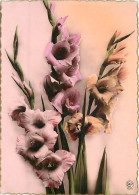 Fleurs - Mention Photographie Véritable - Carte Dentelée - CPSM Grand Format - Carte Neuve - Voir Scans Recto-Verso - Fleurs