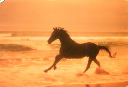 Format Spécial - 180 X 120 Mms - Animaux - Chevaux - Cheval Au Galop Sous Un Coucher De Soleil - Carte  La Vie Est Belle - Horses