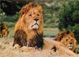 Animaux - Fauves - Lion - Réserve Africaine De Sigean - Zoo - CPM - Voir Scans Recto-Verso - Leeuwen