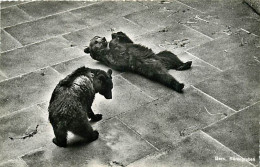 Animaux - Ours - La Fosse Aux Ours De Berne - Zoo - Bear - CPSM Format CPA - Voir Scans Recto-Verso - Bears