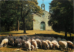 Animaux - Moutons - Auvergne - Notre Dame De Beau Regard Près Saugues - CPM - Voir Scans Recto-Verso - Andere & Zonder Classificatie