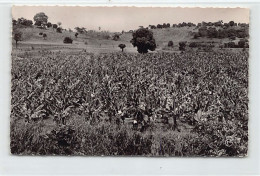 Guinée Conakry - Plantation De Bananes - Ed. P. Garnier 157 - Guinée