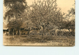 FECAMP  Pommiers En Fleur  TT 1407 - Fécamp