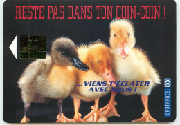 Publicité  Poussins TT 1439 - Reclame