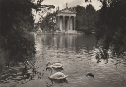 AD301 Roma - Villa Borghese - Giardino Del Lago - Cigno Cygne Zwaan Swan / Non Viaggiata - Parcs & Jardins