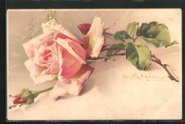 Künstler-AK Catharina Klein: Rosa Blühende Rose  - Klein, Catharina