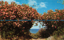 R080259 Oleanders In Bermuda. International Imports. 1966 - Monde