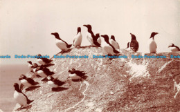 R079809 Penguins. The Neptune Series. C. King. RP - Monde