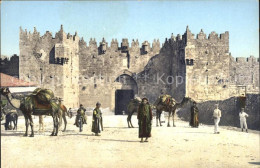 71834787 Jerusalem Yerushalayim Damaskustor Kamel  - Israel