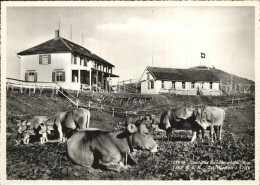 12589466 Hundwilerhoehe Gasthaus Mit Kuhherde Hundwilerhoehe - Otros & Sin Clasificación