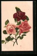 AK Blühende Rosa Und Rote Rosen  - Andere & Zonder Classificatie