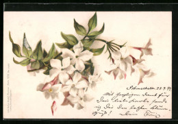 Lithographie Zweig Mit Weissen Blüten  - Other & Unclassified