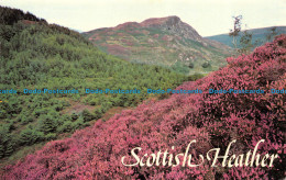 R082538 Scottish Heather. Photo Precision - World