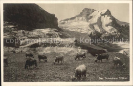 12334686 Schneehorn Finsteraarhorn Kuehe Auf Der Alm Schneehorn Finsteraarhorn - Autres & Non Classés