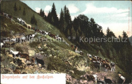 12316166 Appenzell IR Ziegenherde Auf Den Hochalpen Appenzell - Otros & Sin Clasificación