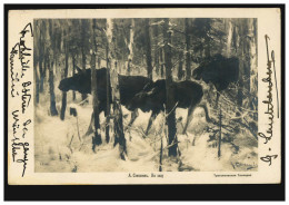 Russische Tiere-AK Drei Elche Im Wald Zur Winterzeit, 1903 Nach MÜNCHEN - Autres & Non Classés