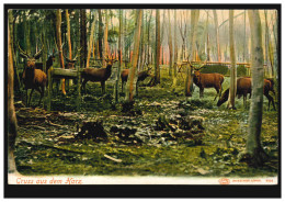 Tiere-AK Gruss Aus Dem Harz: Hirsche Im Gehege, Unbebraucht, Um 1910 - Other & Unclassified