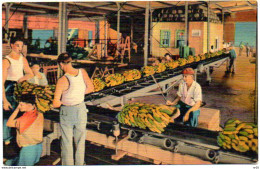 U.S.A - LA - NEW ORLEANS  Is The Worlds Greatest Banana Port  Louisiana ( Etats Unis ) - New Orleans