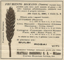 Frumento Romano F.lli INGEGNOLI - Pubblicità 1934 - Advertising - Werbung