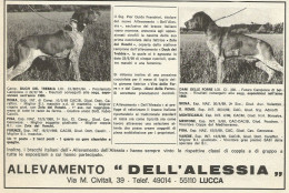 Allevamento DELL'ALESSIA - Pubblicità 1969 - Advertising - Advertising